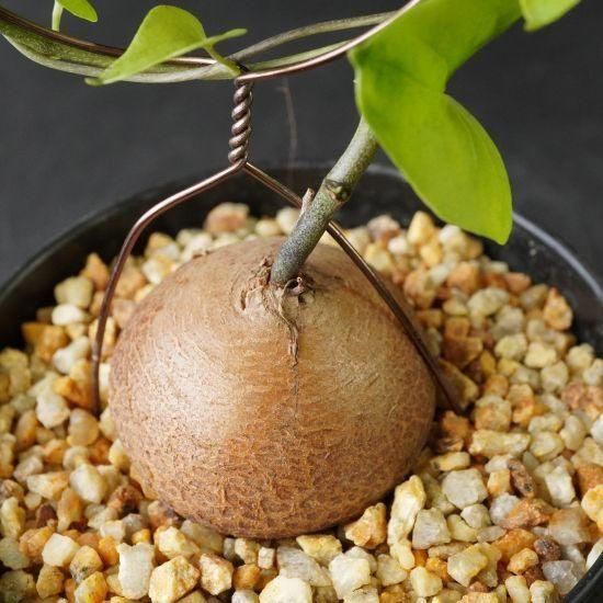 亀甲竜・塊根植物通販・販売｜たにっくん工房 online farm