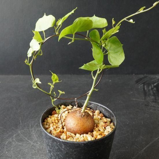 亀甲竜・塊根植物通販・販売｜たにっくん工房 online farm