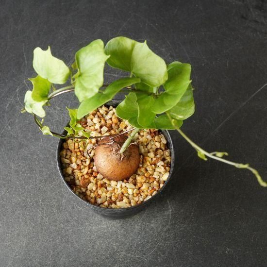 亀甲竜・塊根植物通販・販売｜たにっくん工房 online farm