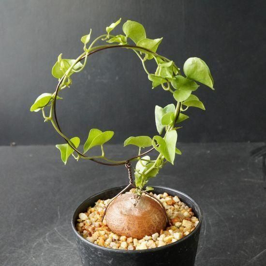 亀甲竜・塊根植物通販・販売｜たにっくん工房 online farm