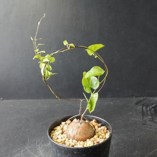 亀甲竜・塊根植物通販・販売｜たにっくん工房 online farm