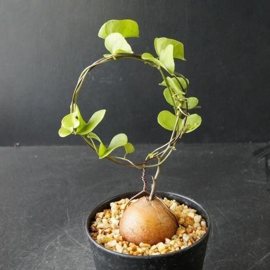 亀甲竜・塊根植物通販・販売｜たにっくん工房 online farm