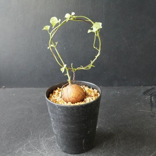 わ*︎様 亀甲竜 大株 塊根径約20cm 亀甲竜 [ディオスコレア 塊根植物] | yu25plants