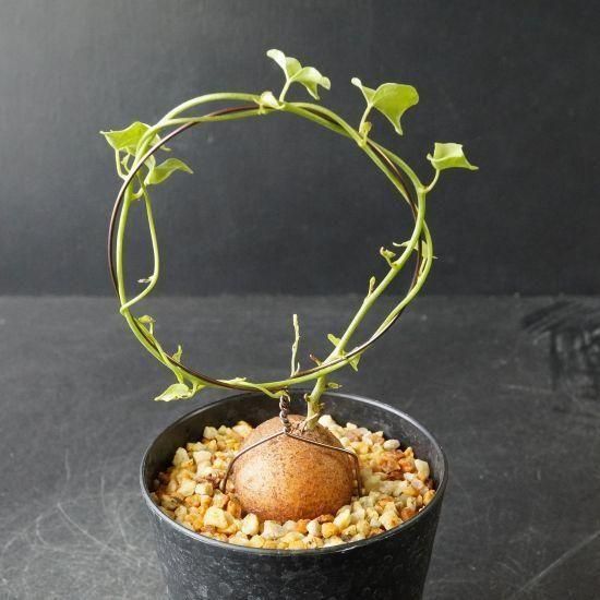 亀甲竜・塊根植物通販・販売｜たにっくん工房 online farm