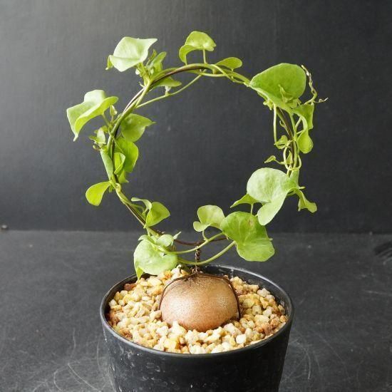 亀甲竜　実生　Dioscorea elephantipes 塊根植物 亀甲竜 実生 Dioscorea elephantipes 塊根植物 - メルカリ