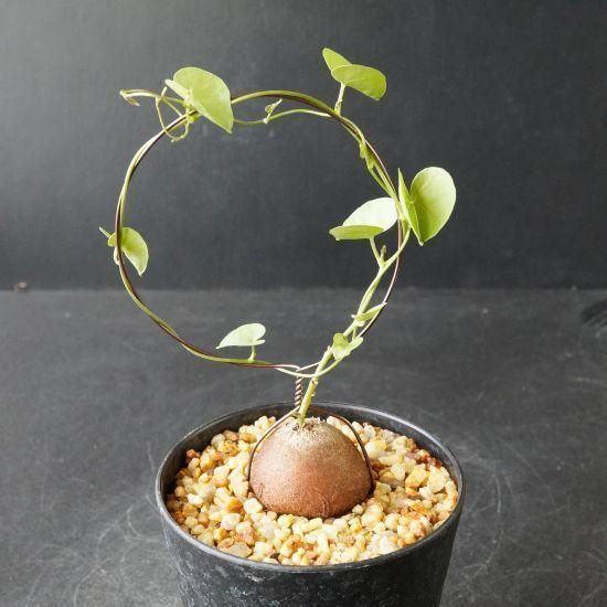 亀甲竜・塊根植物通販・販売｜たにっくん工房 online farm