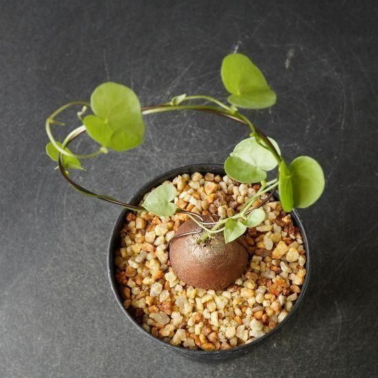 亀甲竜・塊根植物通販・販売｜たにっくん工房 online farm