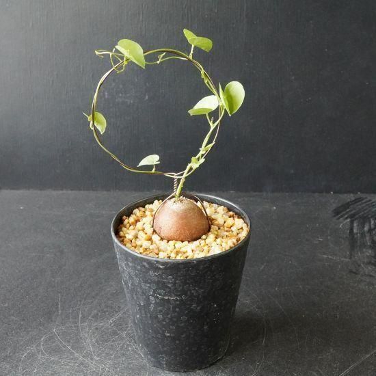 最終値下げ価格実生　タイ産　亀甲竜 亀甲竜・塊根植物通販・販売｜たにっくん工房 online farm