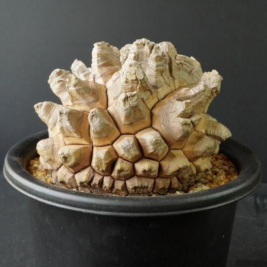 亀甲竜・塊根植物通販・販売｜たにっくん工房 online farm