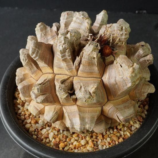 亀甲竜・塊根植物通販・販売｜たにっくん工房 online farm