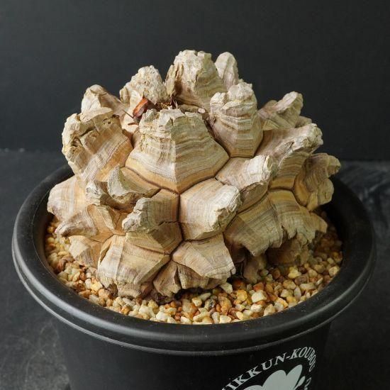 亀甲竜・塊根植物通販・販売｜たにっくん工房 online farm