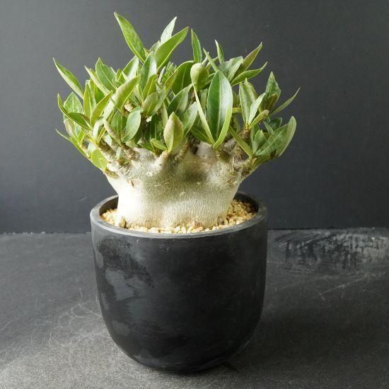 アデニウム・塊根植物通販・販売｜たにっくん工房 online farm