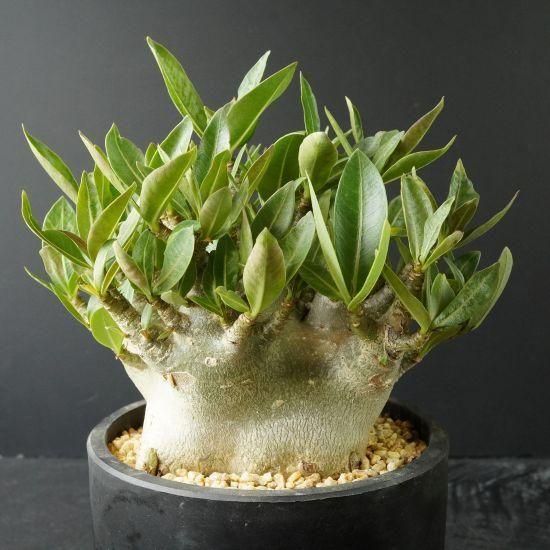 アデニウム 塊根植物 アデニウム | ユニークな塊根植物 アデニウムの育て方 – Jewelry