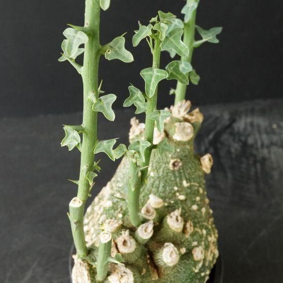 アデニア・グロボーサ塊根植物販売・通販｜たにっくん工房 online farm