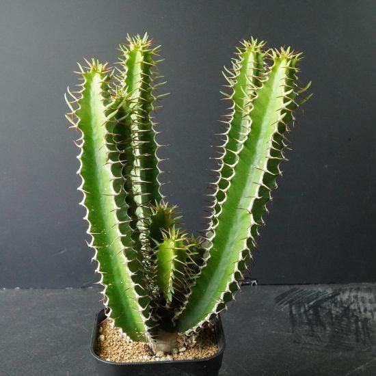 ユーフォルビア・ムランジーナ通販・販売｜たにっくん工房 online farm