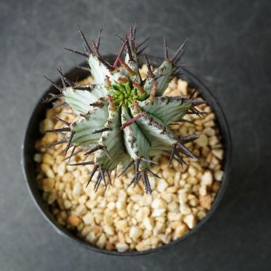 ユーフォルビア　宇田ゼブラホリダ Euphorbia Horrida ユーフォルビア 宇田ゼブラホリダ 多肉植物