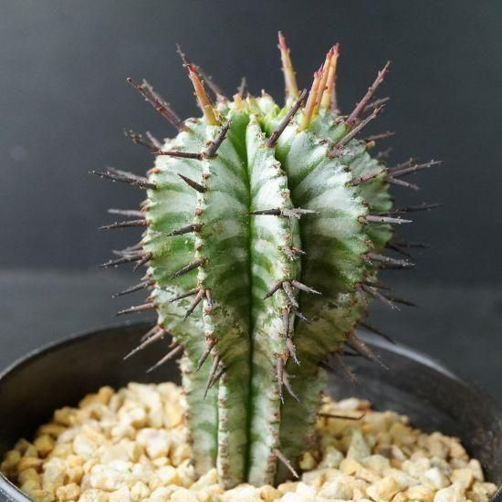 ユーフォルビア　宇田ゼブラホリダ Euphorbia horrida 'uda zebra' ユーフォルビア ホリダ（宇田ゼブラ