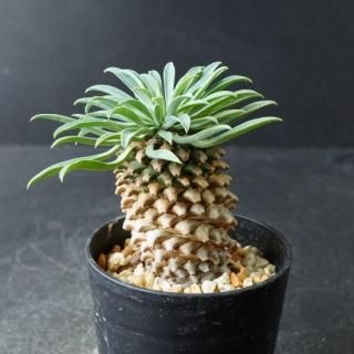 ② ハルハルさん専用　特大 ユーフォルビア デシドゥア 商品検索 - たにっくん工房 online farm