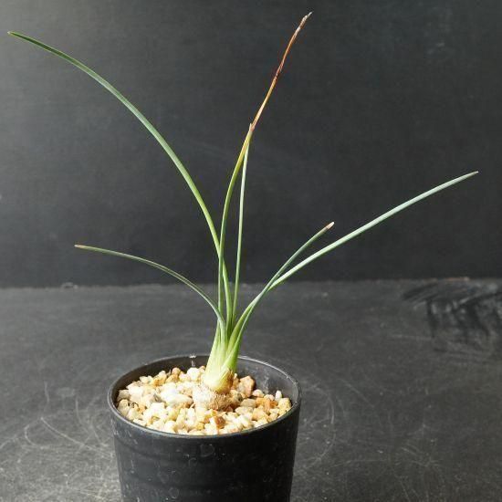 カリバナス・フーケリー 塊根植物通販・販売｜たにっくん工房