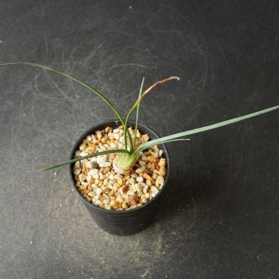 カリバナス・フーケリー 塊根植物通販・販売｜たにっくん工房 online farm