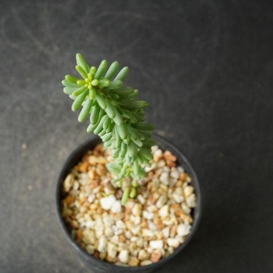 ケラリア通販・販売｜たにっくん工房 online farm