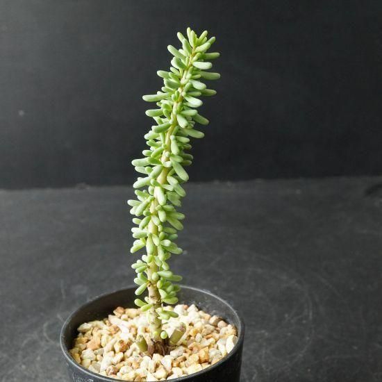 【現品】ケラリア・ナマクエンシス　6号　X64番 楽天市場】☆【現品・現物】ケラリア・ナマクエンシス 6号 X64番