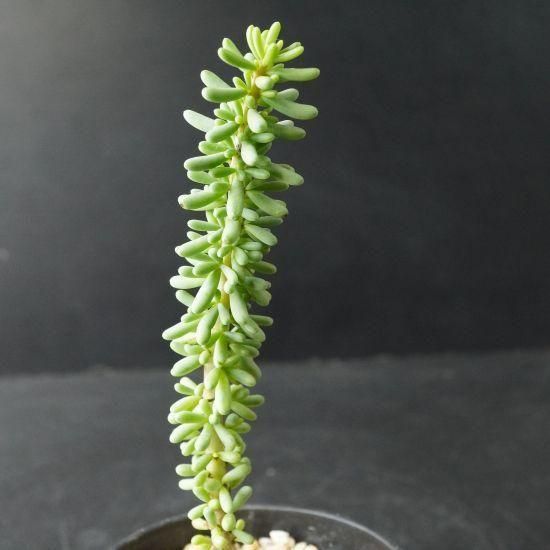 【現品】ケラリア・ナマクエンシス　6号　X64番 imgrc0092871051.jpg