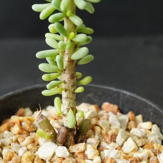 ケラリア通販・販売｜たにっくん工房 online farm