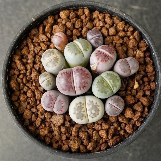 Lithops Treasures of Loveliness リトープス 洋書 Lithops Treasures of Loveliness リトープス 洋書 Lithops