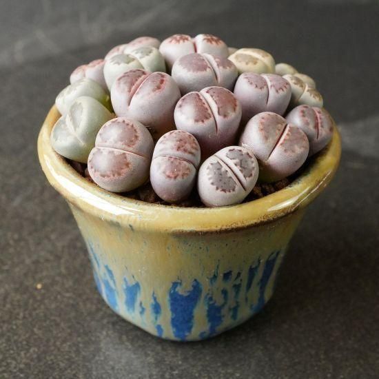 リトープス　ホワイトラビット　Lithops White Rabbit 一鉢全て リトープス ホワイトラビット Lithops White Rabbit 一鉢全て