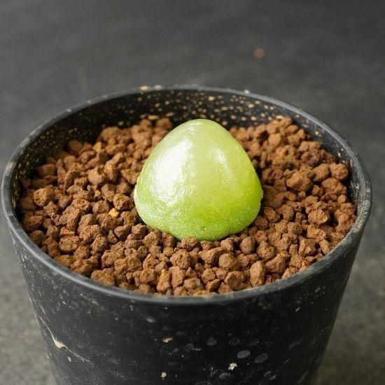 たにっくん工房 online farm