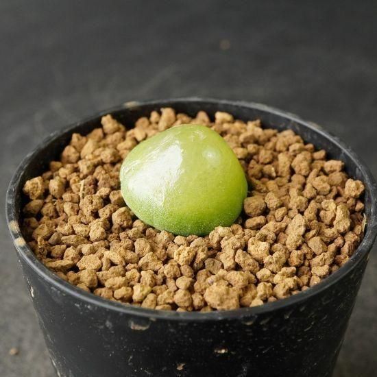 コノフィツム・ブルゲリ通販・販売｜たにっくん工房 online farm