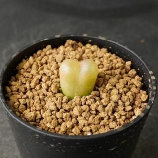 ② ハルハルさん専用　特大 ユーフォルビア デシドゥア 商品検索 - たにっくん工房 online farm