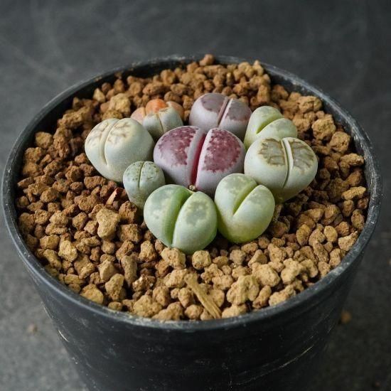 リトープス通販・販売｜たにっくん工房 online farm