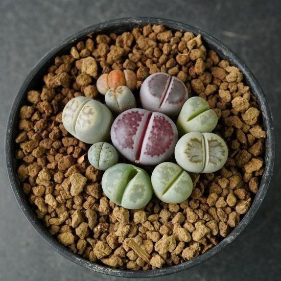 リトープス通販・販売｜たにっくん工房 online farm