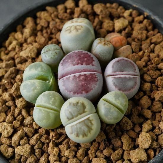 リトープス通販・販売｜たにっくん工房 online farm