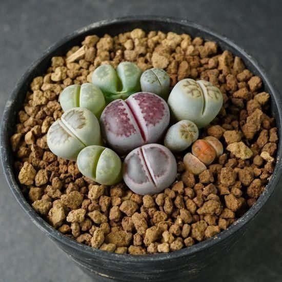 リトープス通販・販売｜たにっくん工房 online farm