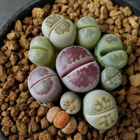 リトープス通販・販売｜たにっくん工房 online farm