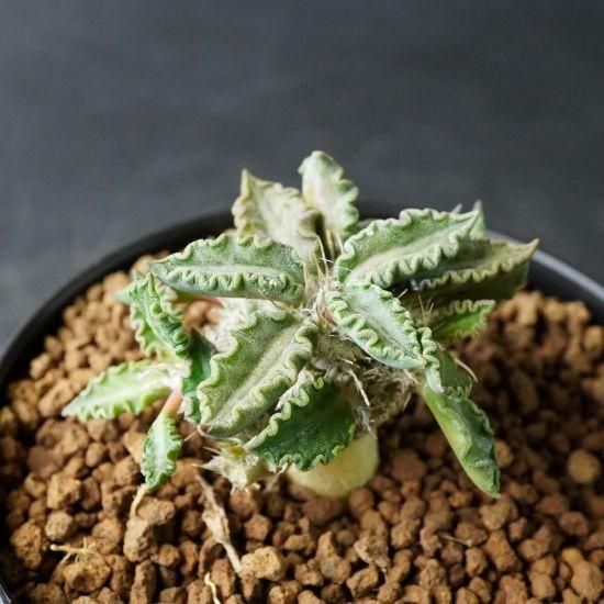 たにっくん工房 online farm たにっくん工房 online farm