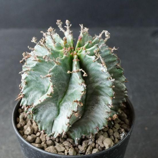 たにっくん工房 online farm