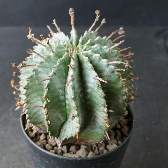 ユーフォルビア・ホリダ通販・販売｜たにっくん工房 online farm