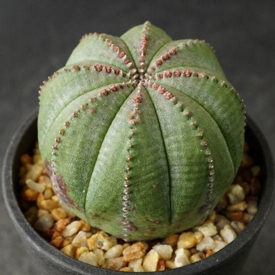 ユーフォルビア・オベサ通販・販売｜たにっくん工房 online farm