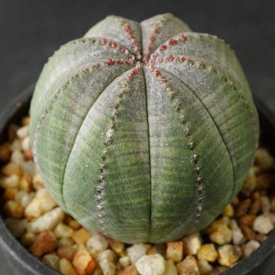 【なお】ユーフォルビア オベサ 実生 3株セット ユーフォルビア・オベサ通販・販売｜たにっくん工房 online farm