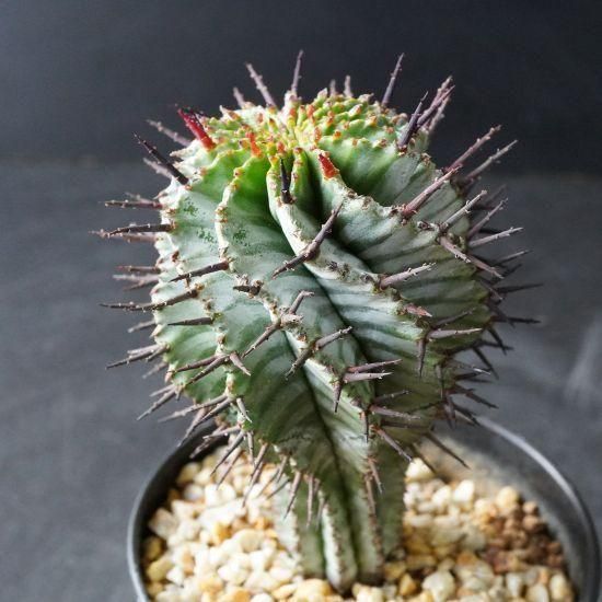 ユーフォルビア・アルバホリダ通販・販売｜たにっくん工房 online farm