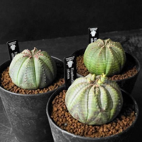 ユーフォルビア・オベサ・バリダ通販・販売｜たにっくん工房 online farm