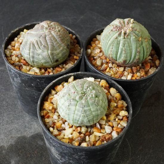 ユーフォルビアオベサ　4株セット ユーフォルビア・オベサ通販・販売｜たにっくん工房 online farm