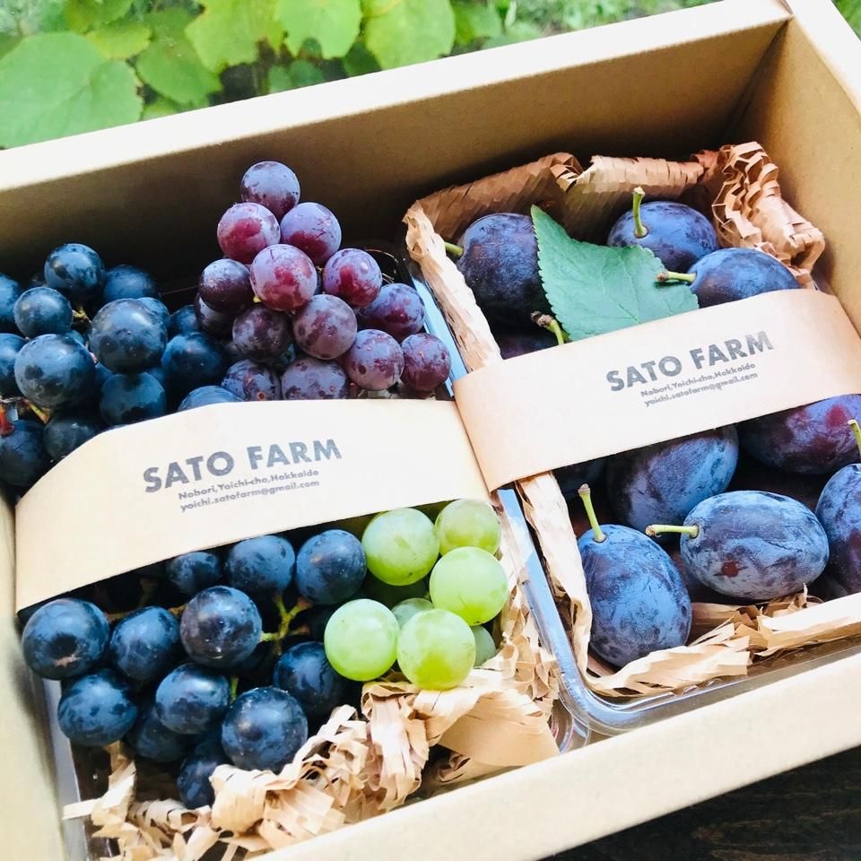 SATO FARM fruits