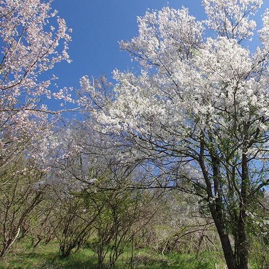 長野産みつばちブレンド/105g