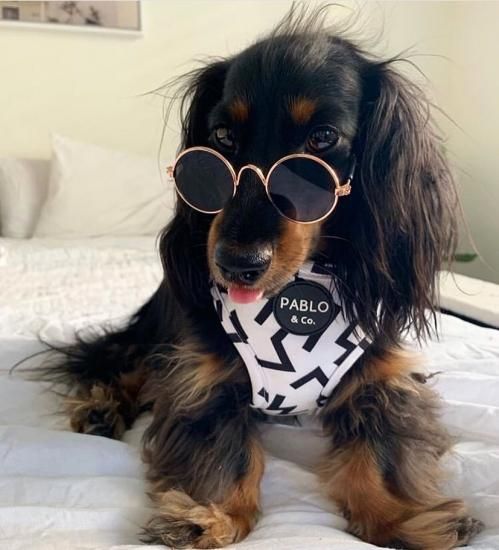Pet Sunglasses Copper Pablo Co ペットサングラス パブロ コー Beast Coast 海外デザイナーズによる愛犬の日用品 Pet Sunglasses Copper Pablo Co ペットサングラス パブロ コー Beast Coast 海外デザイナーズによる愛犬の日用品
