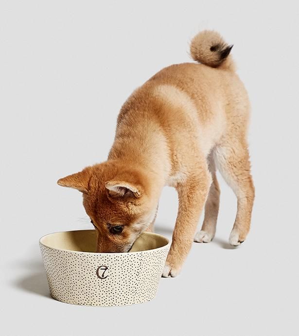 Dog Bowl Yoji Creme Dots Cloud7 ドッグボウル ヨージ ドット クラウドセブン Beast Coast 海外デザイナーズによる愛犬の日用品